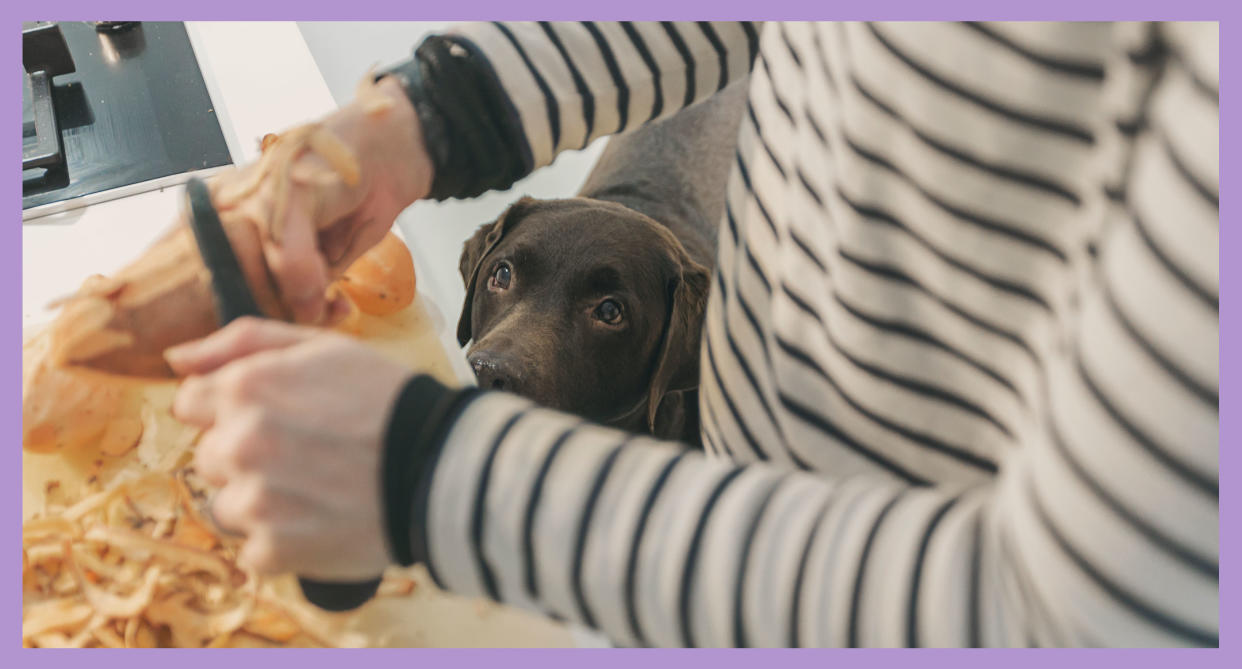 Human cooking food with dog looking on