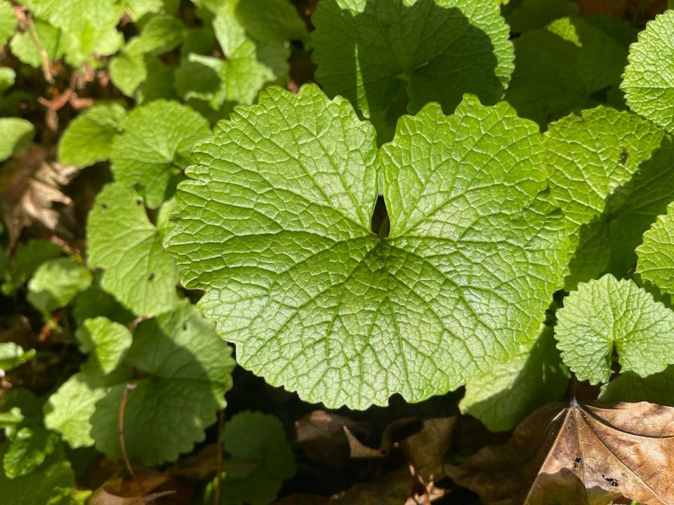 Garlic mustard is an invasive species that can grow rapidly in shaded areas like forest floors, where it prevents native plants from growing. 