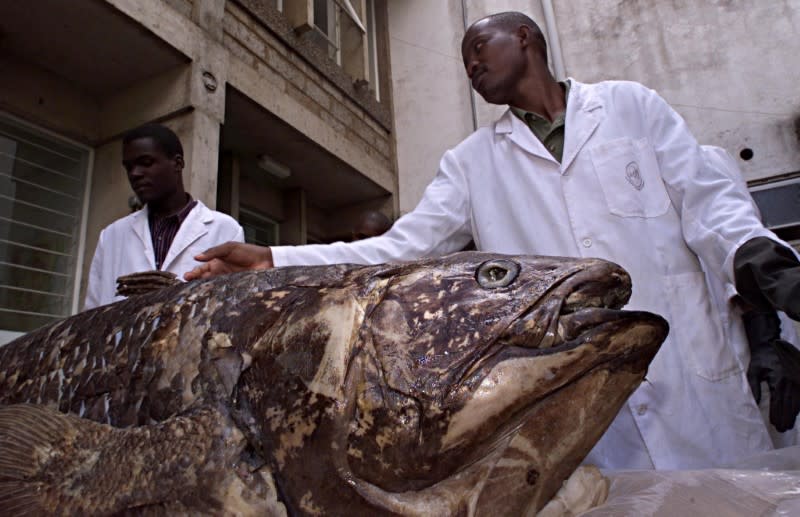 FILE PHOTO: SCIENTISTS DISPLAY COELACANTH FISH THOUGHT EXTINCT WITH THE DINOSAURS.