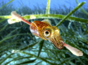 <p>An Atlantic bobtail, sepiola atlantica, latches onto a cotton swab. (Composite photograph by Paulo de Oliveira/ARDEA/Caters News) </p>