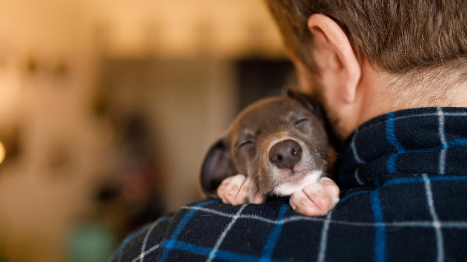 Puppy on man's shoulder