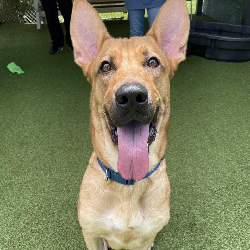 Bruno, a handsome big boy who’s in the teenage stage, has plenty of energy and loves to play. His family moved out of state and could not take him with them. Bruno also loves to snuggle up.