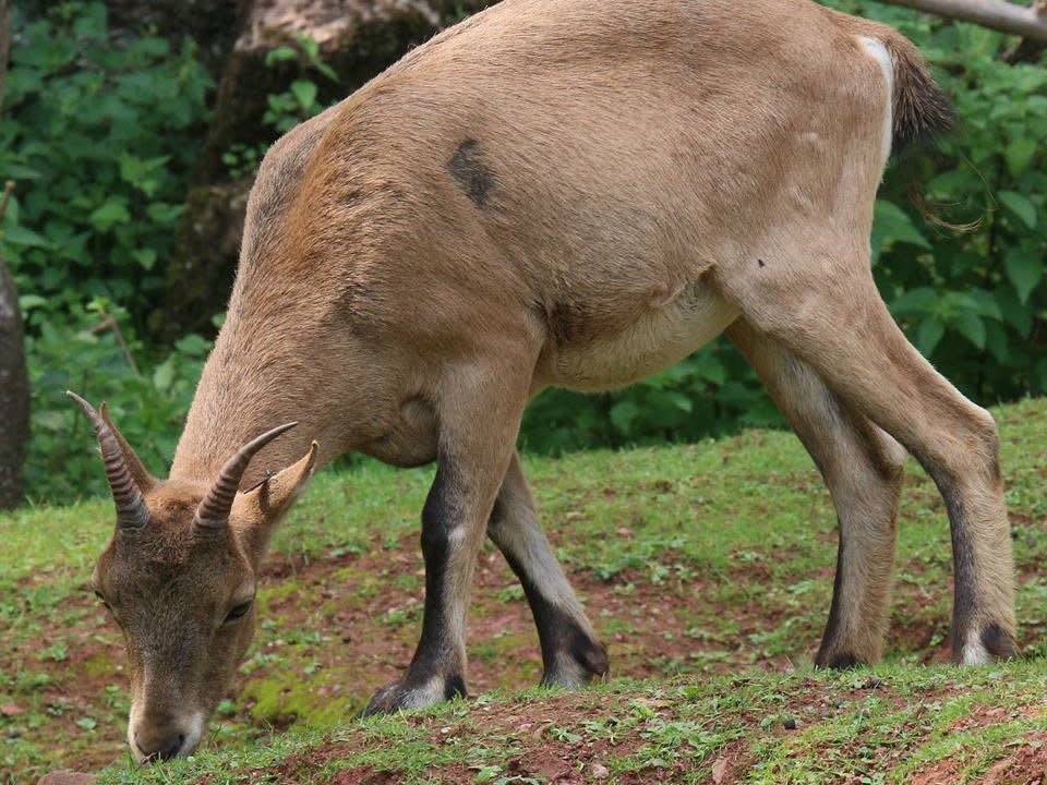 Keepers have put out food to encourage the animal back into the enclosure: Miriam Haas/Paignton Zoo