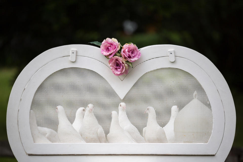 Hochzeitstauben sind hübsch anzusehen, leben aber gefährlich. (Bild: Getty Images)
