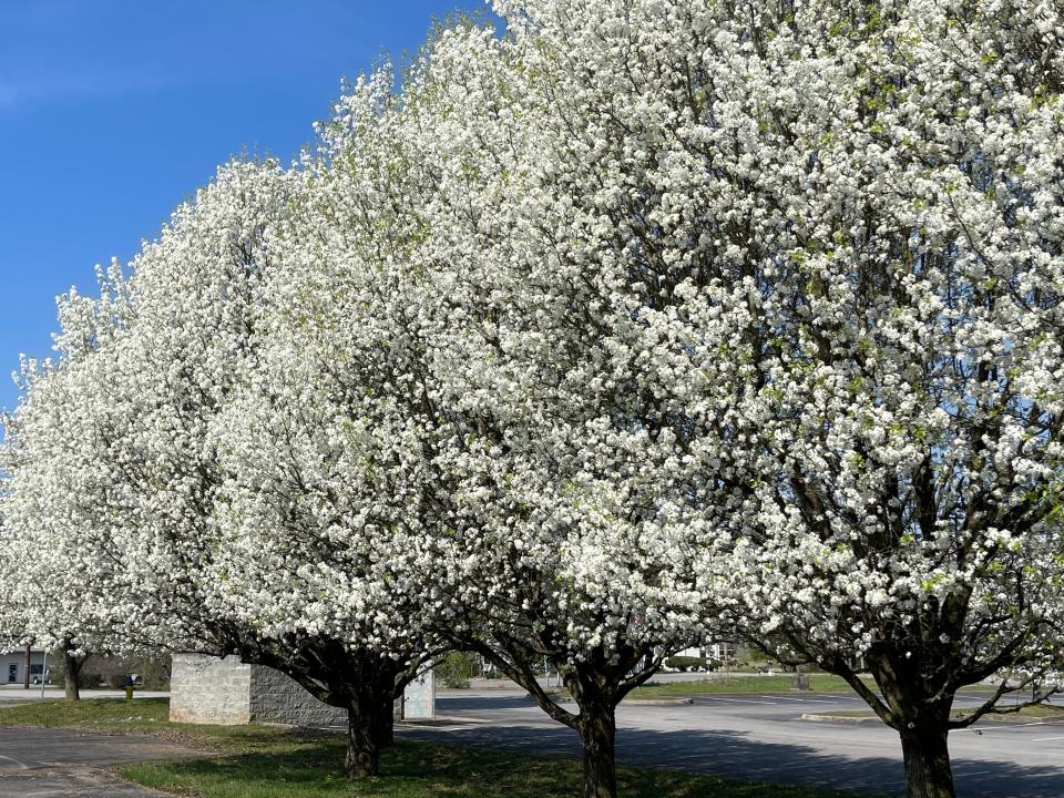 A row of Bradford pear trees at an Oak Ridge church.