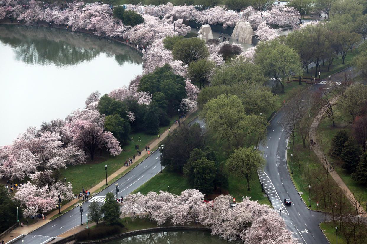 An aerial view of the Martin Luther King Jr. Memorial at the Tidal Basin is seen during high tide amid cherry blossoms in peak bloom on March 25, 2023 in Washington, D.C.