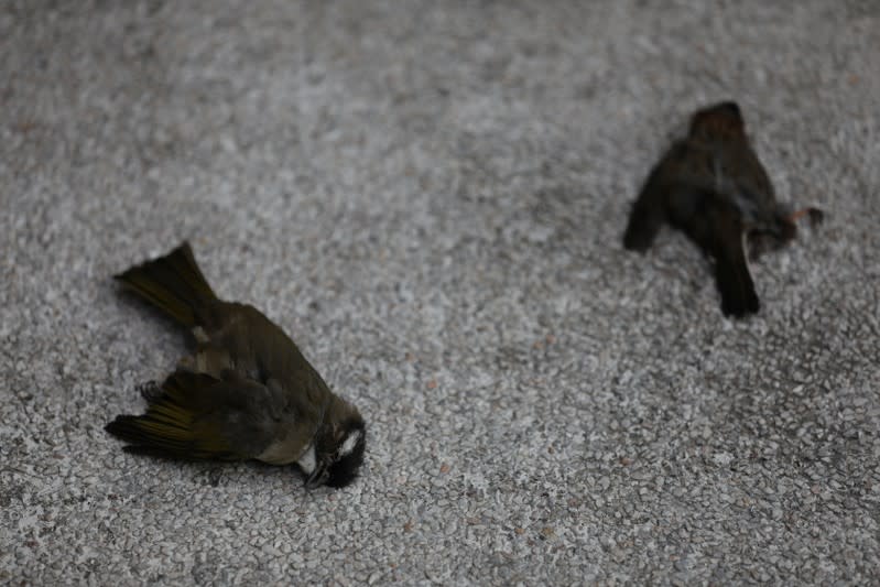 Dead birds are seen on the ground near Hong Kong Polytechnic University (PolyU) in Hong Kong