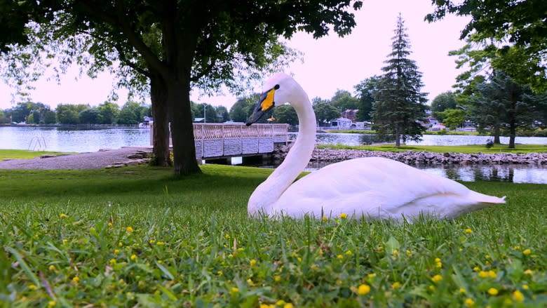 In Smiths Falls, the geese are not chicken of swans