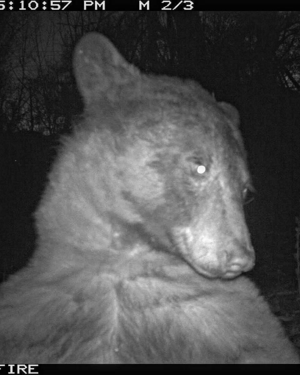 A bear captured on a wildlife camera in November 2022 in Boulder, Colorado.