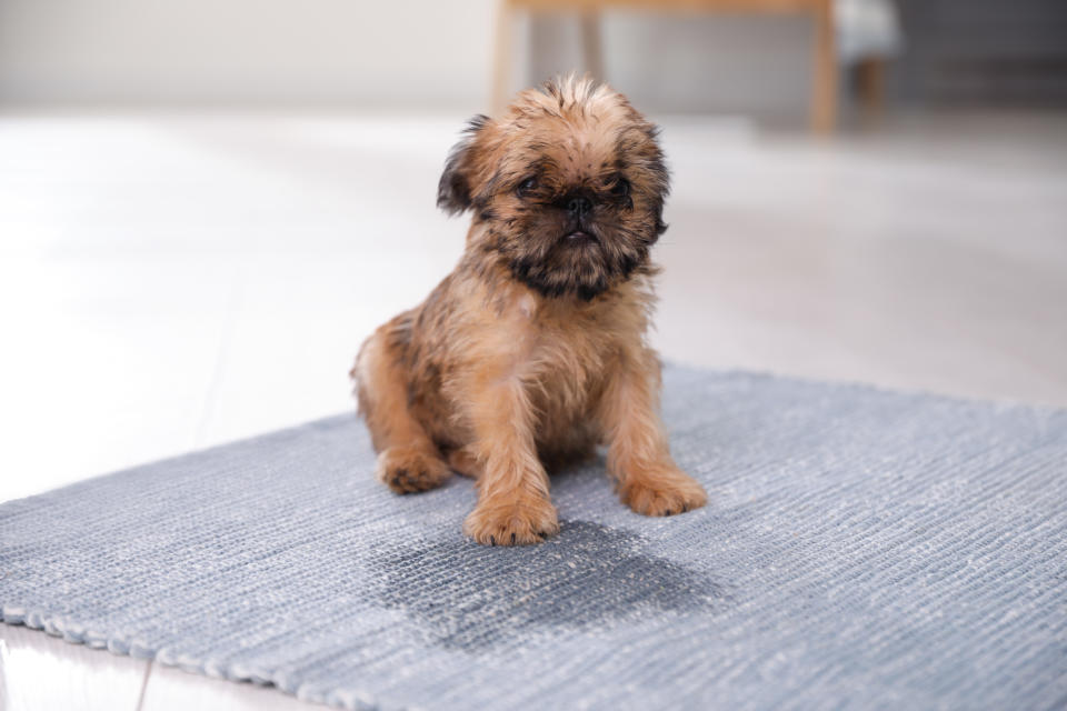 A tiny Brussels Griffon puppy sitting sheepishly near puddle on a grey rug