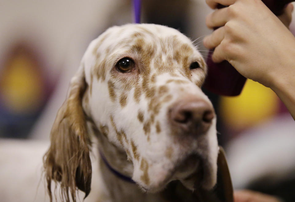 An English setter is prepared to compete at the 143rd Westminster Kennel Club Dog Show, Feb. 12, 2019, in New York. (AP Photo/Frank Franklin II)