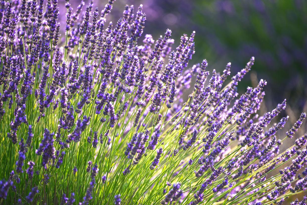 lavender plant