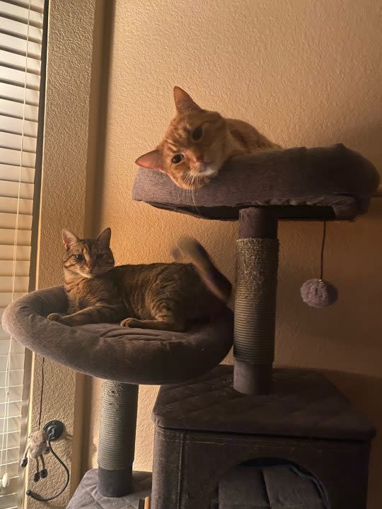 Toast (left) and Lucky (right) helped alert their family to a house fire in their Steiner Ranch home early Sunday. (Courtesy: Branstetter family)