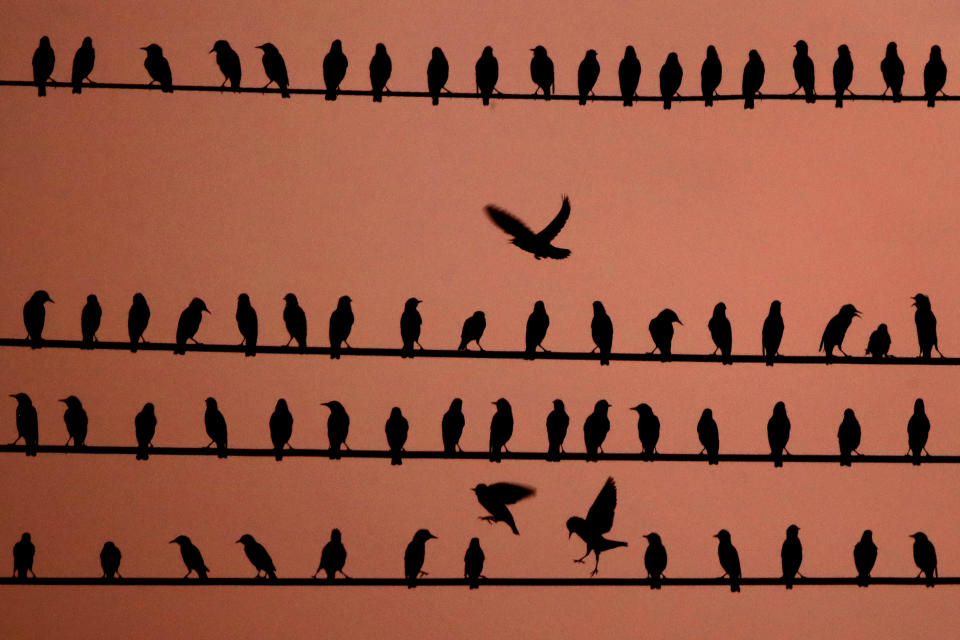 FILE- In this Sept. 24, 2017, file photo, birds vie for position on power lines at dusk in Kansas City, Kan. The Biden administration is proposing to revoke a rule imposed under former President Donald Trump that weakened the government's power to enforce a century-old law that protects most U.S. bird species. (AP Photo/Charlie Riedel, File)