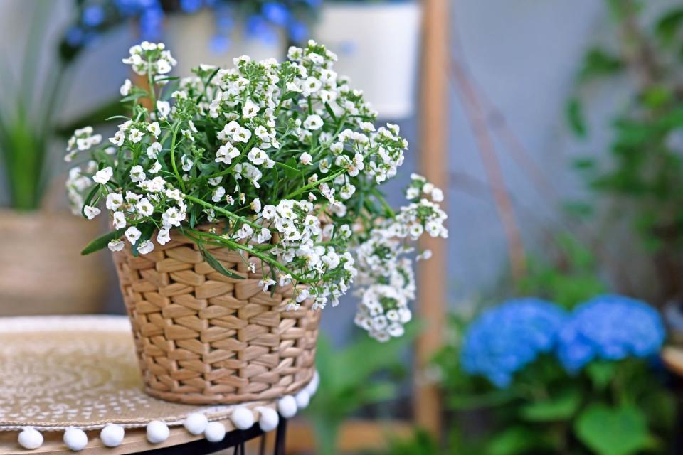 plant with small white flowers in basket pot
