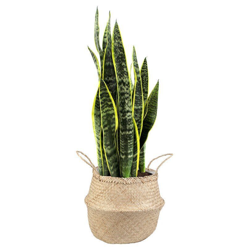 33” Live Snake Plant in Basket (Photo: Wayfair)