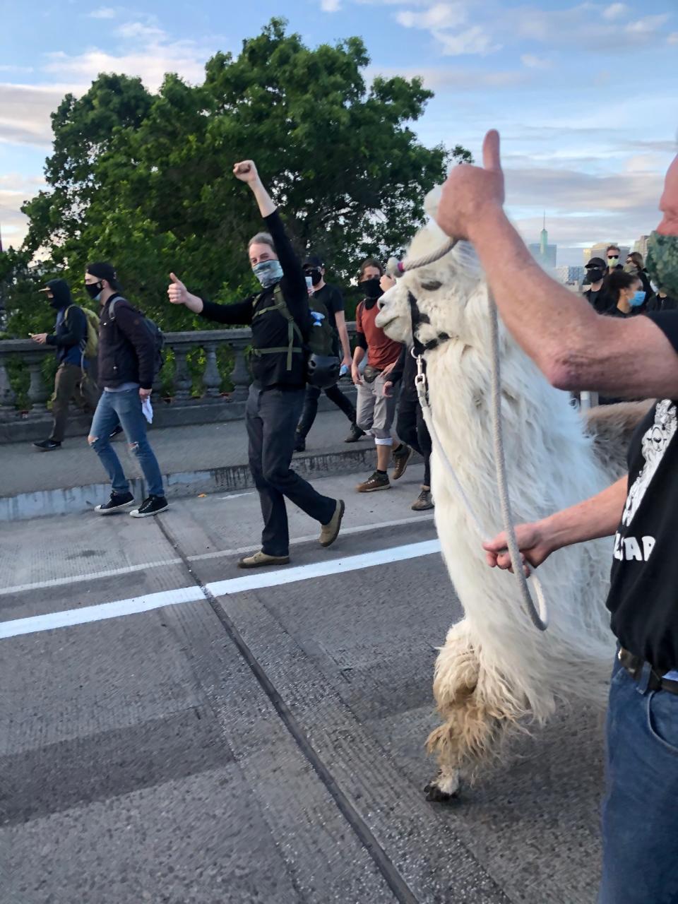 Llama marches to protest the death of George Floyd. (Courtesy of Nakaycha Dent)