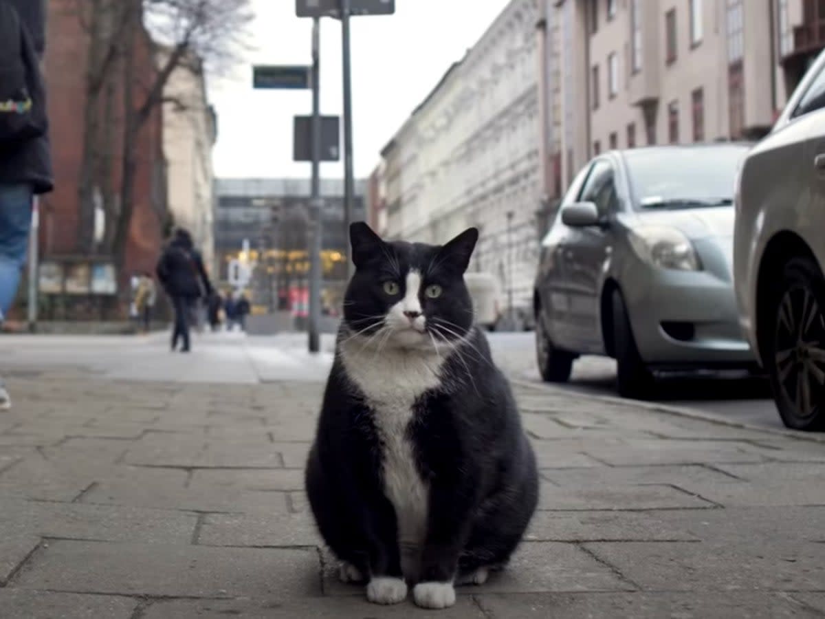 The generous proportions of Gacek, Poland’s most famous cat (YouTube)