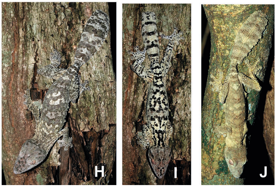 Several shiny-eyed leaf-tailed geckos with different color patterns perched on branches.