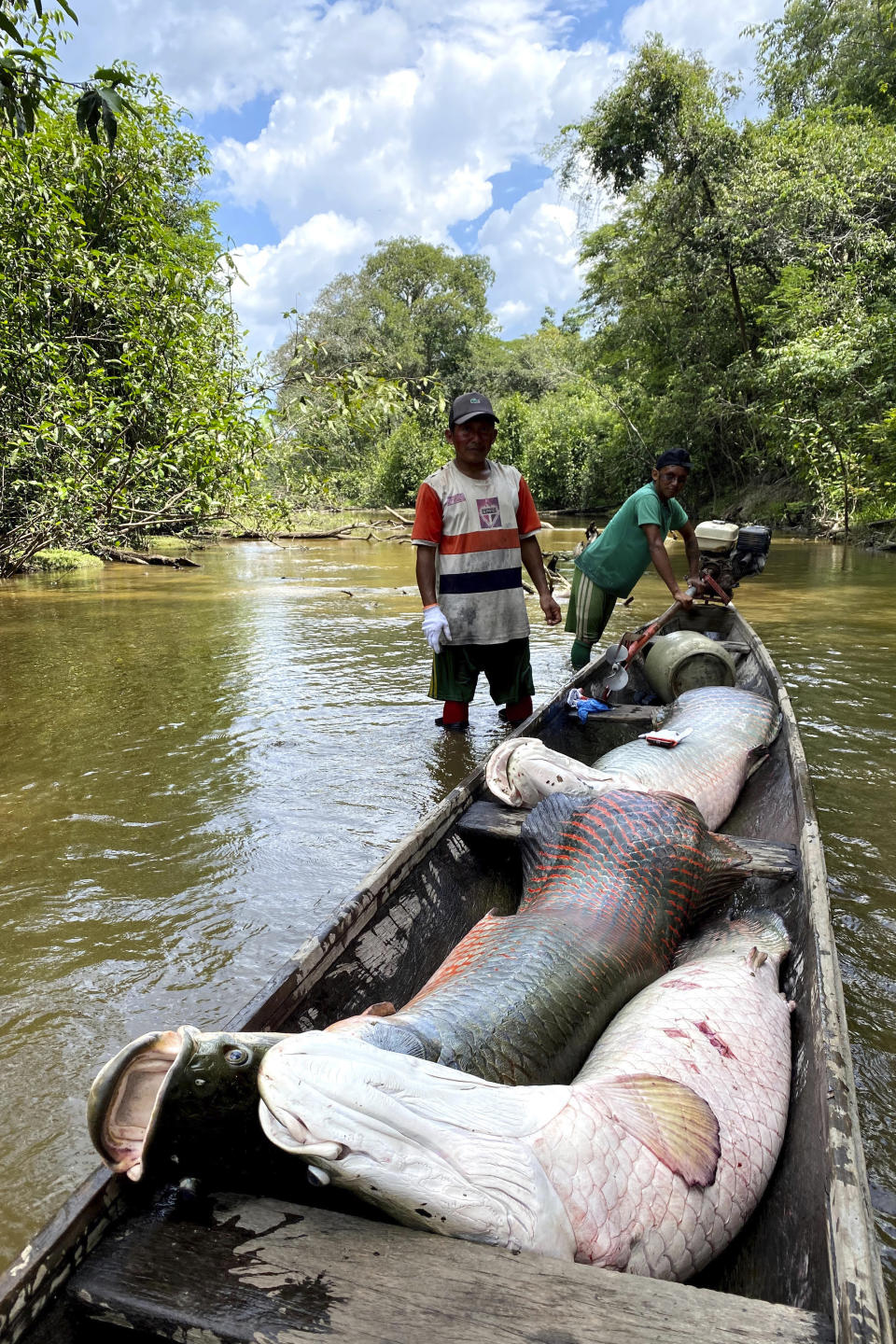 Members of the Deni Indigenous people work during the arapaima fishing season in the Jurua river basin in the Brazilian Amazon, on Sept. 15, 2021. One out of five people in the world depends on wild species for food and income, according to a new UN-backed report. Climate change, pollution and overexploitation, however, have put a million species of plants and animals at risk of extinction. (AP Photo/Fabiano Maisonnave)