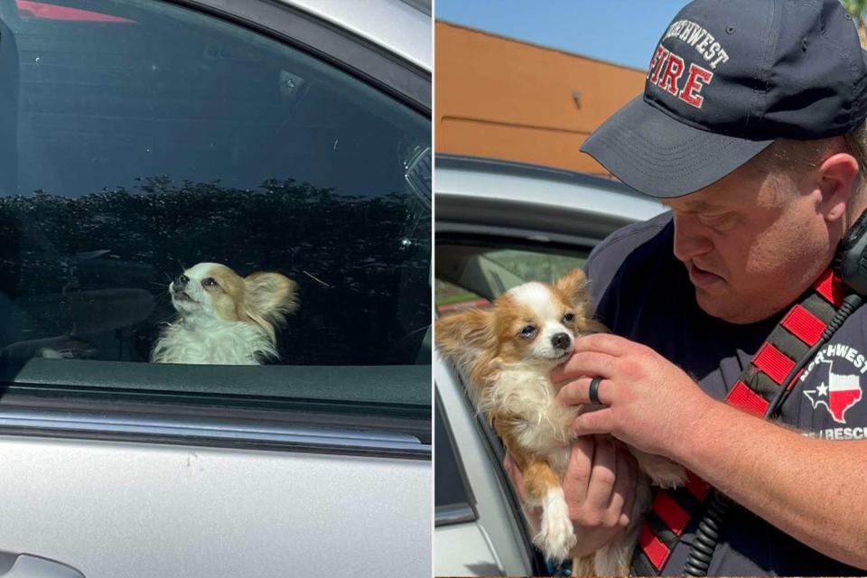<p>Facebook</p> Houston firefighters saved a dog from an abandoned, hot car on May 21