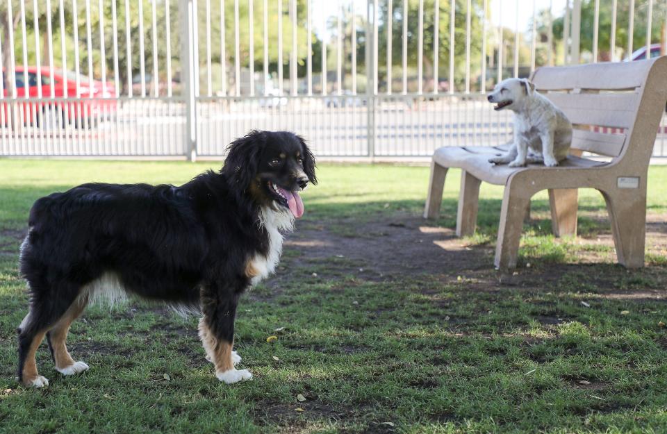 Kes, left, and Scotty, right, take a break from roughhousing at the Palm Desert Civic Center Dog Park during an unseasonably warm day, December 1, 2021.  Kes belongs to Canadian snowbird Christine Bourret and Scotty belongs to Palm Desert local Merek Glossy.