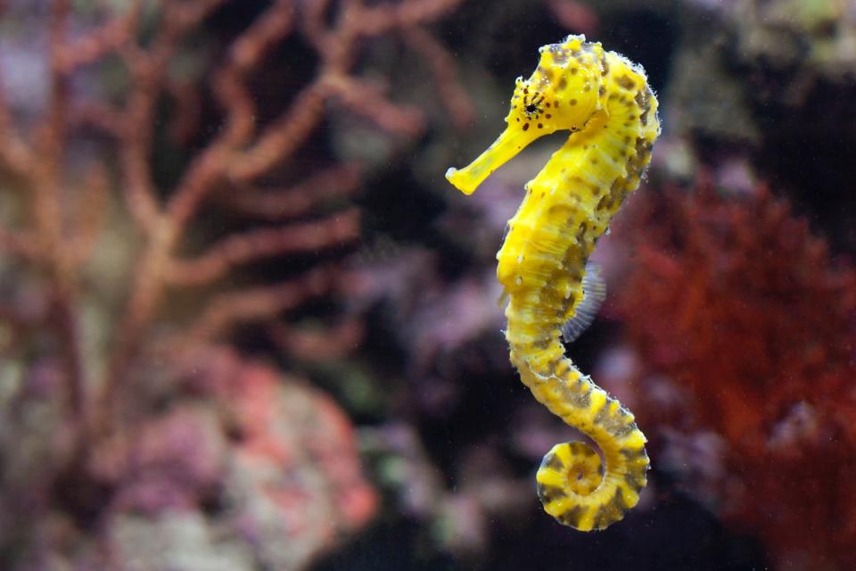 Closeup of a seahorse