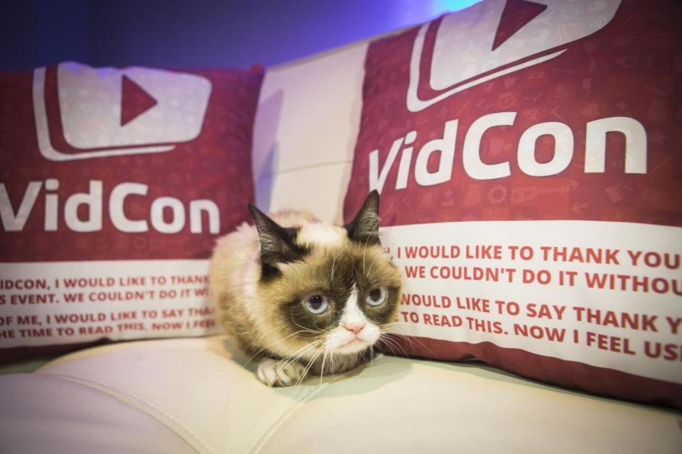 A cat sandwiched between two pillows that say "VidCon"