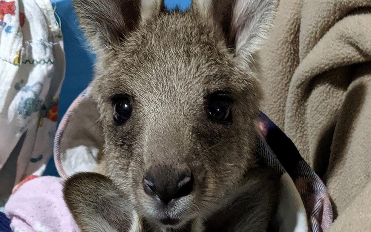One of the eastern grey kangaroo joeys who were rescued after their mothers were mowed down - AFP