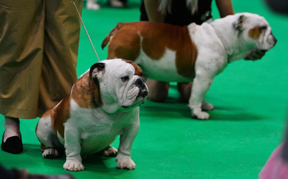 Bulldogs, along with French bulldogs, will be subject to the new breathing test