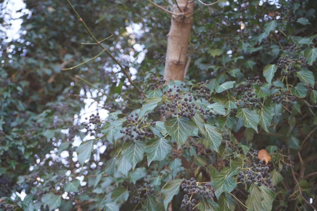 Mature English ivy foliage and fruits in Cincinnati last week.