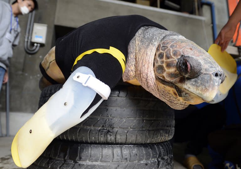 Yu, an approximately 25-year-old female loggerhead turtle, receives her 27th pair of artificial front legs at the Suma Aqualife Park in Kobe on February 12, 2013. Yu lost her front legs during a shark attack