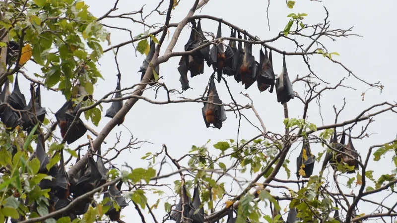 Colonia de zorros voladores pequeños descansando en un árbol próximo a la costa de la isla Tioman, Malasia. (Crédito imagen: Marcus Chua).