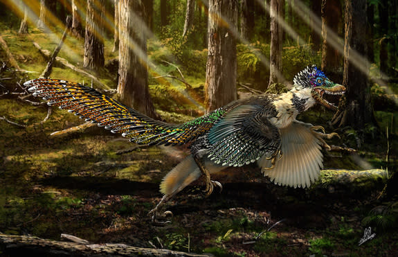 An artist's interpretation of the newfound species of dinosaur, Zhenyuanlong suni. Like Velociraptor, it had sharp claws and teeth.