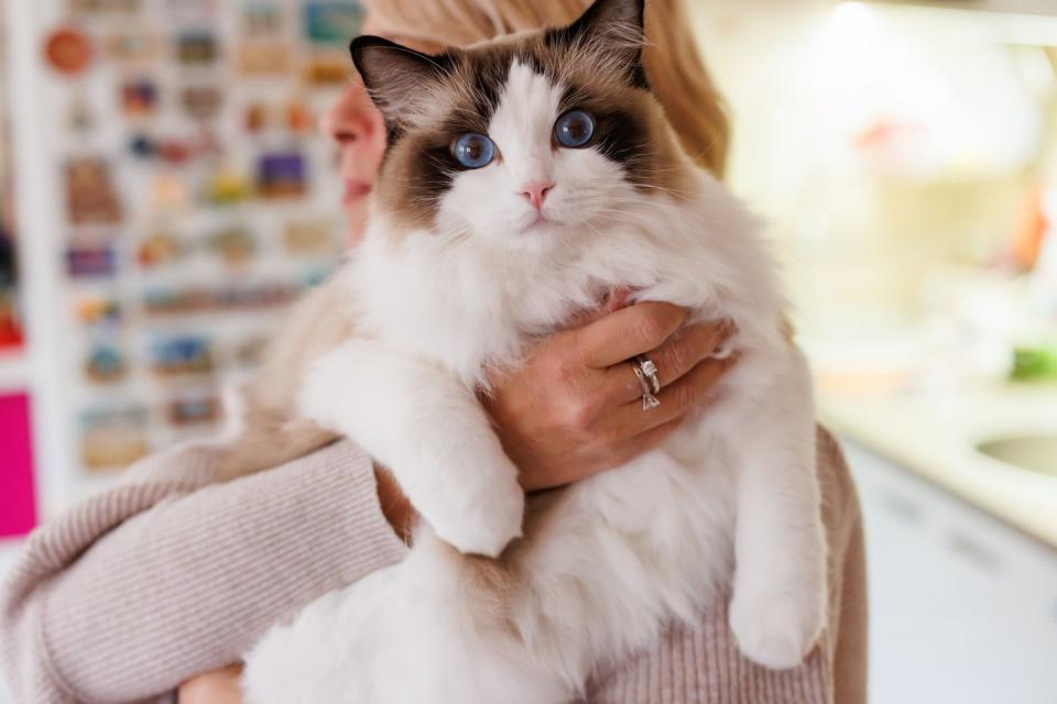 woman hugging her ragdoll cat, which is all white with a partially brown face and facing the camera, at home