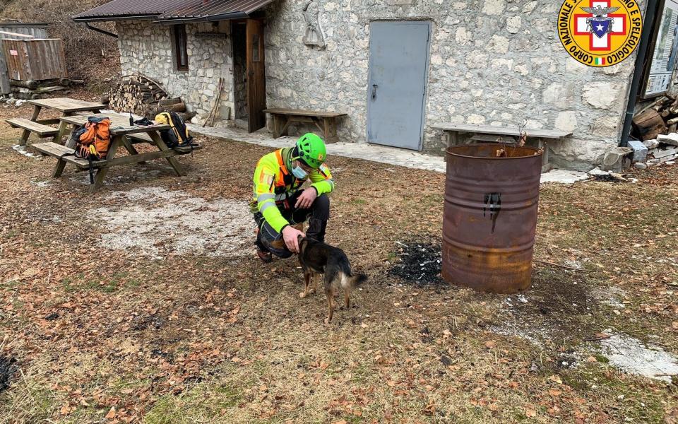 Mixed breed dog Ash gets a cuddle from rescuers - Social media