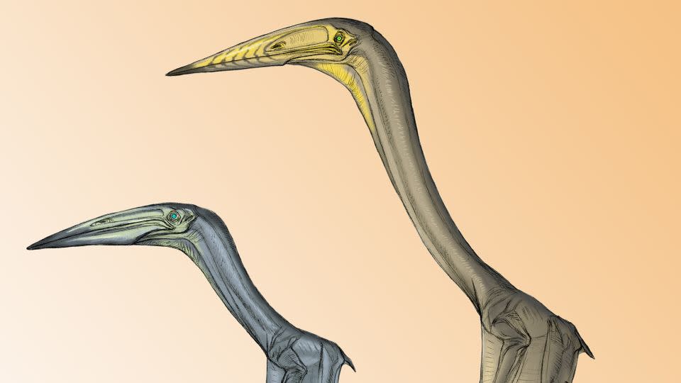 Fossils of the pterosaurs Inabtanin alarabia (left) and Arambourgiania philadelphiae discovered in Jordan showcased their 3D wing structures and helped researchers determine how large they were. - Terryl Whitlatch