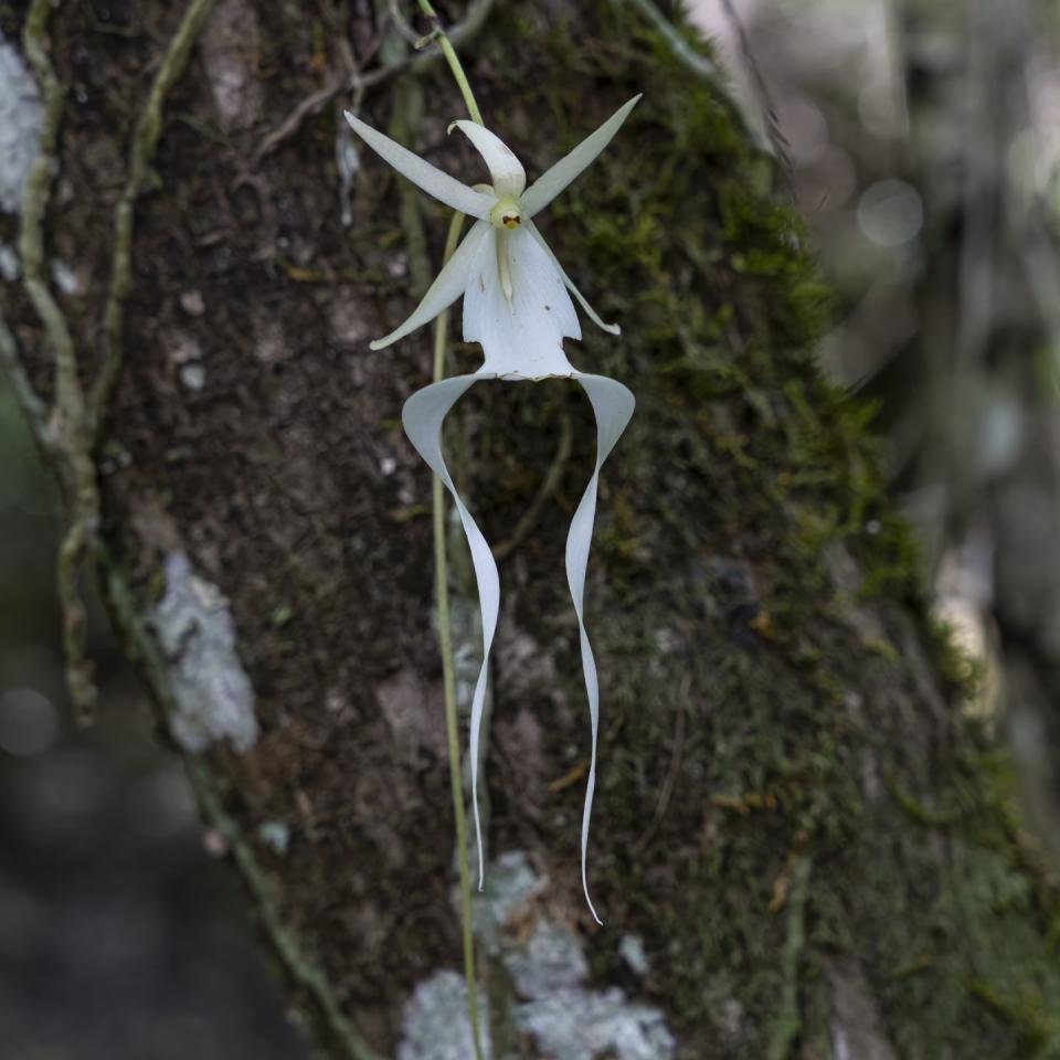 types of orchids ghost orchid