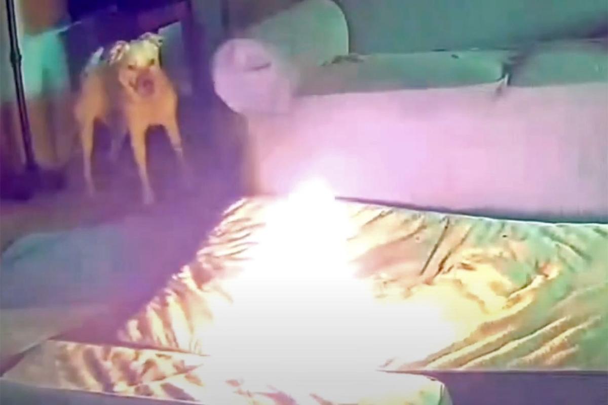 Dog sets house on fire after chewing up phone charger with lithium-ion battery – Watch the video