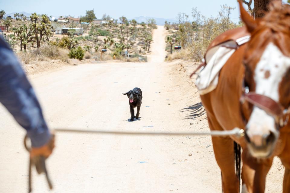 Jeff Eamer, a psychotherapist, offers meditative walks through the desert with Freckles, a rescue horse he sponsors, and his dog, Koda, in Yucca Valley, Calif., on June 29, 2022.