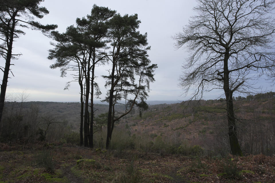 Trees with expansive vista