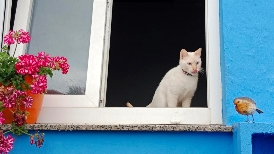 White cat sits on the window and stares at robin bird