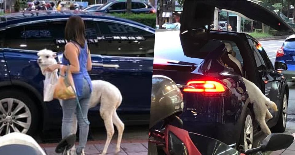 <p>An Alpaca on a leash is seen boarding a fancy Tesla in this recent picture. (爆料公社 臉書/NOWnews/The China Post)</p>
