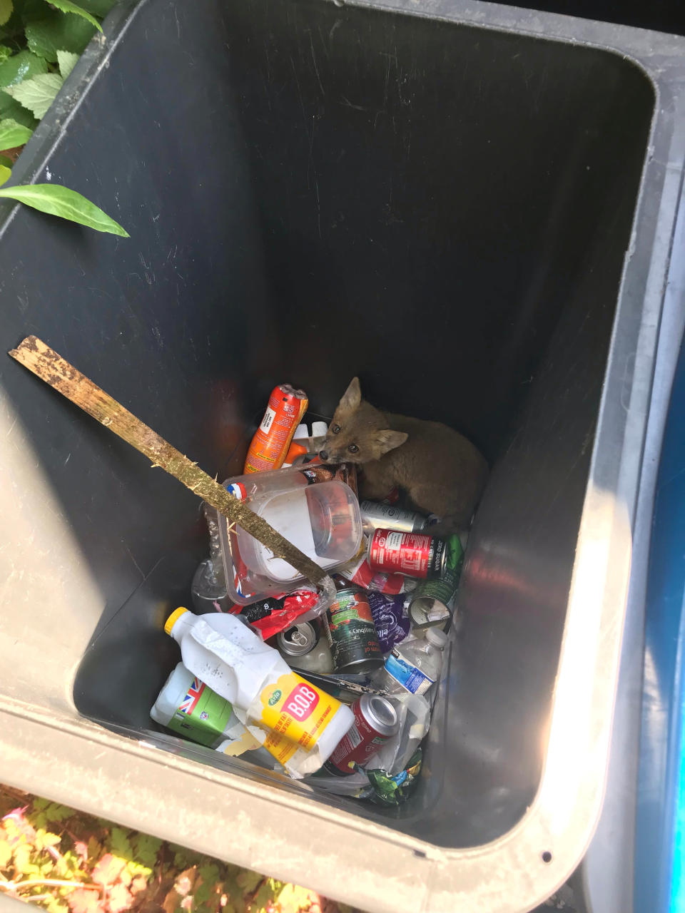 A woman from South Croydon had a shock in May when she heard strange noises coming from the bins at the front of her home – and found a tiny fox cub inside one.