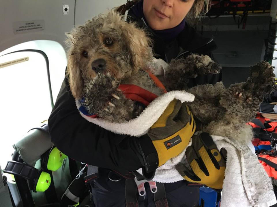 The pooch after being rescued by the Maritime and Coastguard Agency. Source: Facebook/ Maritime and Coastguard Agency