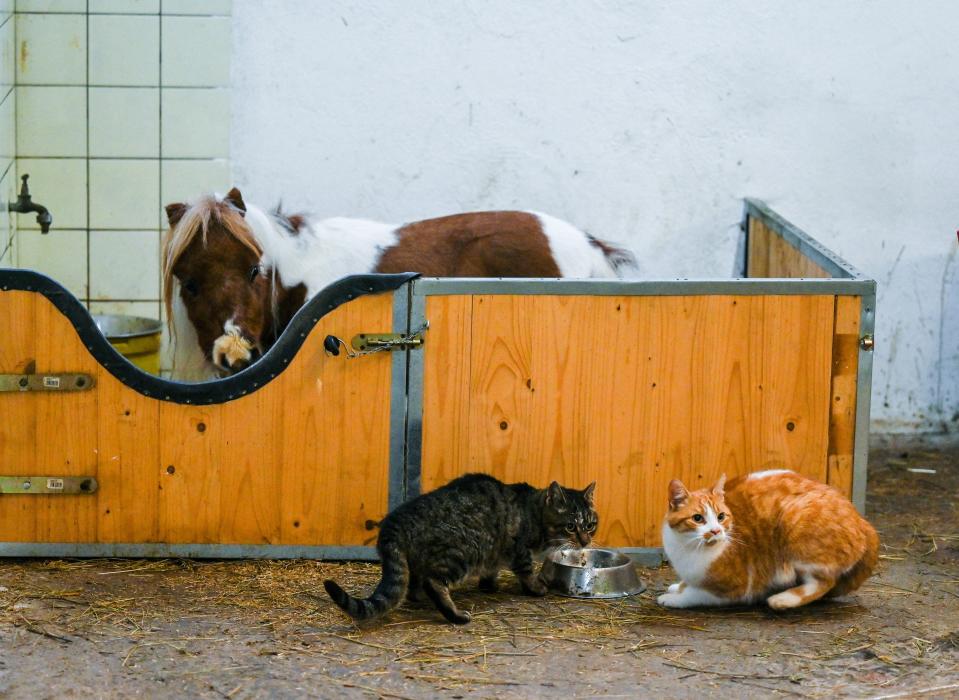 The small Shetland Pony Pumuckel stands in its enclosure at the farm of their owner Carola Weidemann in Breckerfeld, western Germany on October 21, 2022.