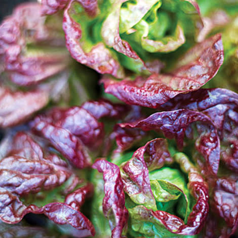 Sweet-tasting, wavy leaves