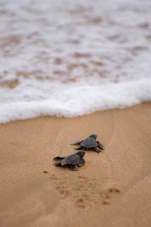 6 Amazing Facts You Never Knew About Sea Turtles