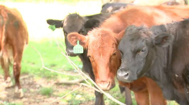 PHOTO: The Boone Police Department joked online that they are considering other approaches to bovine law enforcement. (WSOC)