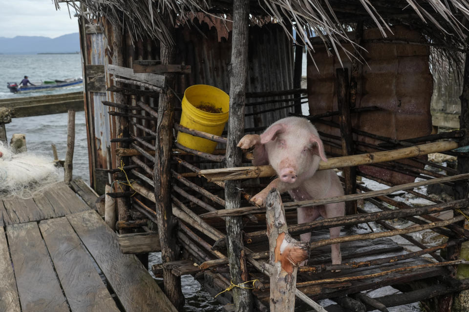 Un cerdo está dentro de un corral en la isla Gardi Sugdub, parte del archipiélago de San Blas frente a la costa caribeña de Panamá, el sábado 25 de mayo de 2024. Debido al aumento del nivel del mar, unas 300 familias indígenas Guna se trasladarán a nuevas casas, construidas por el gobierno, en el continente. (Foto AP/Matías Delacroix)